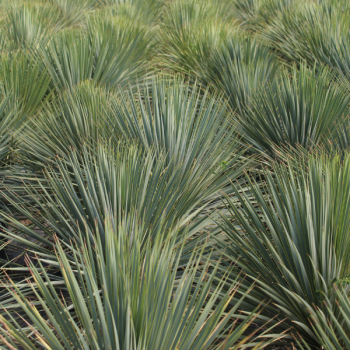 Miniature #3 slider - Yucca Bleu du Mexique - Yucca Rostrata