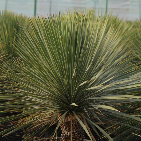 Yucca Bleu du Mexique - Yucca Rostrata - Image 2