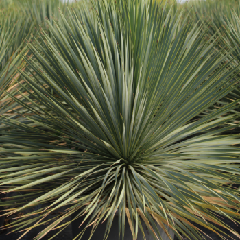 Yucca Bleu du Mexique - Yucca Rostrata