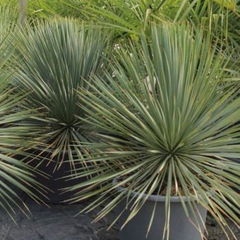 Miniature #1 slider - Yucca Bleu du Mexique - Yucca Rostrata