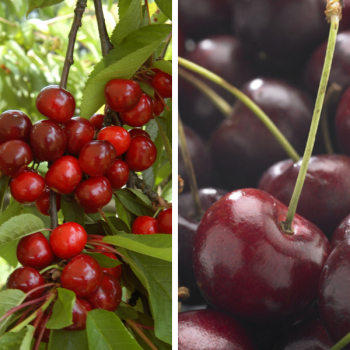 Arbre Fruitier Cerise Napoléon - Hauteur 150-170 Cm, âge 2 Ans, En Pot De 20 Cm (cerisier Doux)