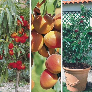 Arbres fruitiers : Tous les arbres fruitiers nains et standards