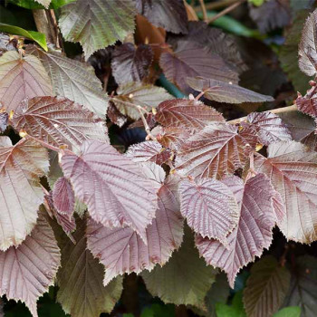 Noisetier à Feuilles Pourpres - Image 1