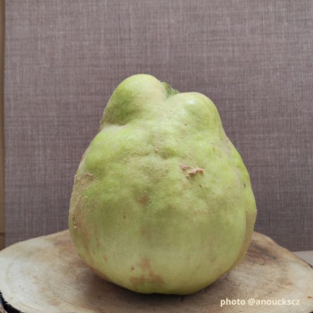 Cognassier Monstrueux De Vranja