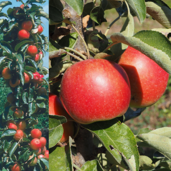 Pommier colonnaire Cheverny®