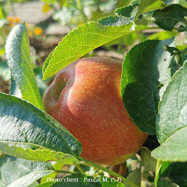 Pommier colonnaire Versailles®