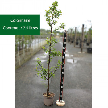 Prunier colonnaire Atlanta® - Image 3