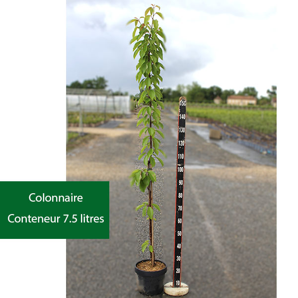 Cerisier colonnaire Shangai®