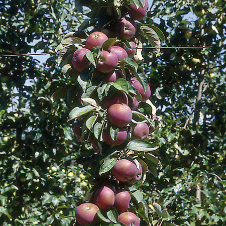 Pommier colonnaire Chinon®