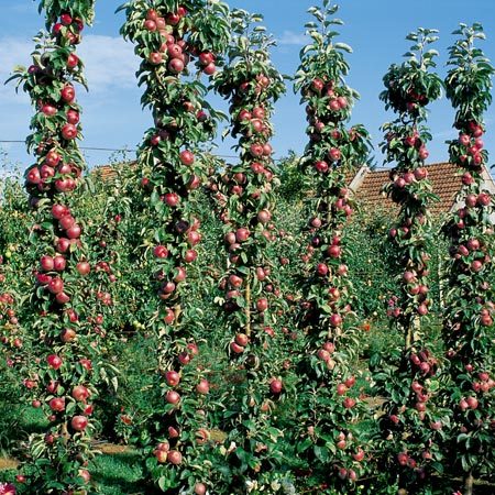 Pommier colonnaire Villandry®
