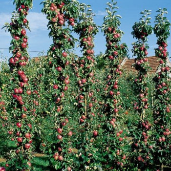 Pommier colonnaire Villandry®