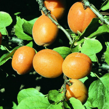 Abricotier Garden Aprigold® - Image 1