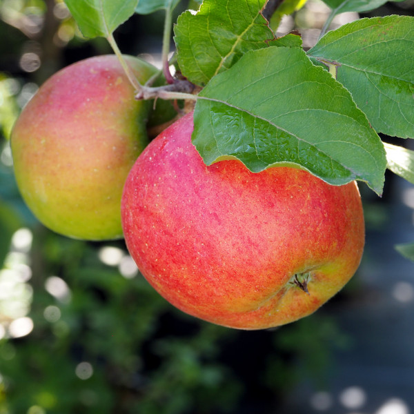 Pommier Croquella® delgrina