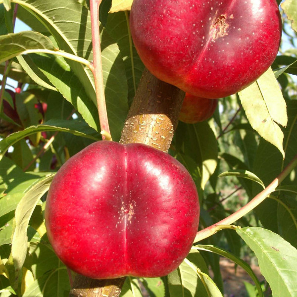 Nectarine Mésembrine