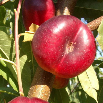 Nectarine Mésembrine