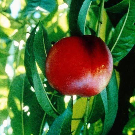 Nectarine Olympio®