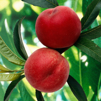 Nectarine Olympio®