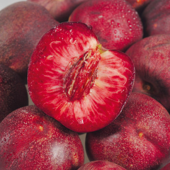 Nectarine Sanguine d´Auvergne®