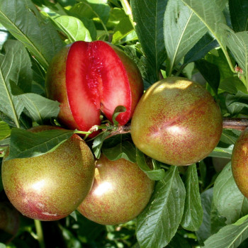 Pluot Flavor Suprême®