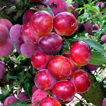 Pluots