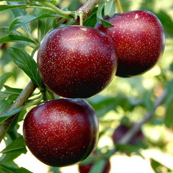 Pluot Purple Candy®