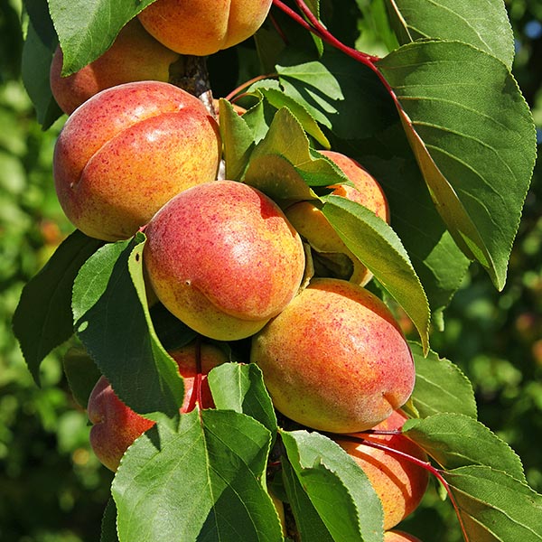 Abricotier Polonais