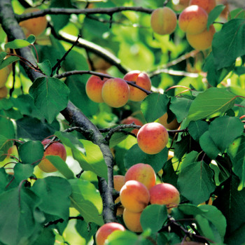 Abricotier Rouge du Roussillon