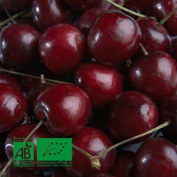 Cerisier Hedelfingen Agriculture Biologique