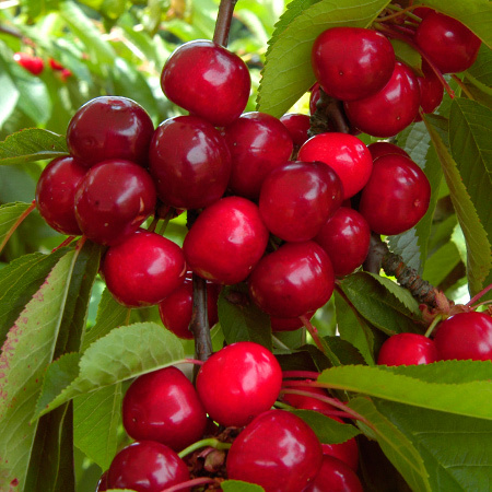 Collection Les Premières Cerises