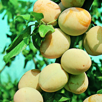 Prunier Quetsche blanche de Létricourt