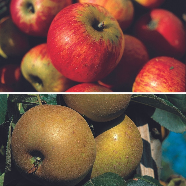 Collection Les Pommiers Classiques