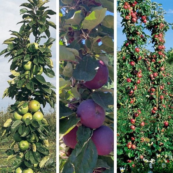 Collection Les Pommiers Colonnaires