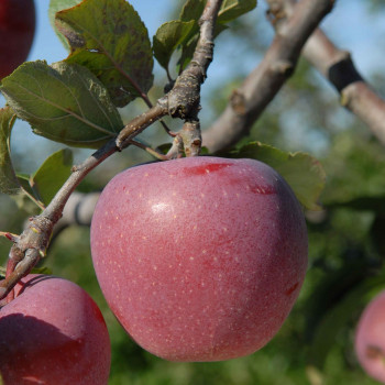 Pommier Delbartardive®