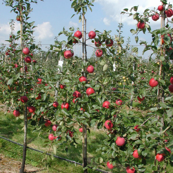 Pommier Delbardivine® Agriculture Biologique