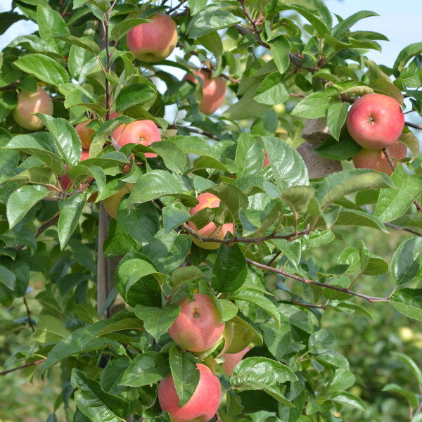 Pommier Festival Rouge®