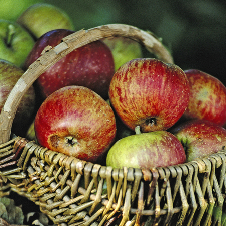 Pommier Belle de Boskoop