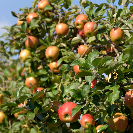 Pommier Delbard Jubilé® Agriculture Biologique