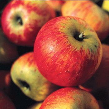 Pommes de Béceleuf  Producteur de variété Clochard