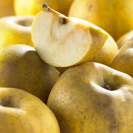 Pommier Reinette Clochard - Image 1