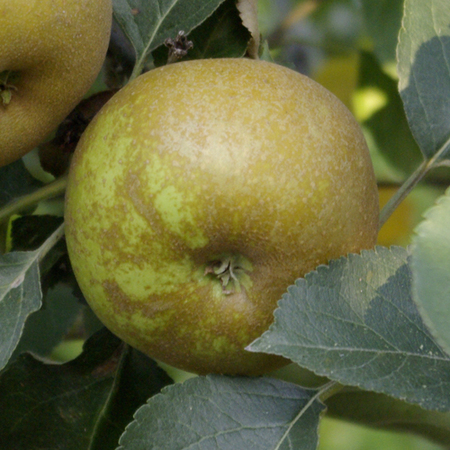 Pommier Reinette Grise du Canada