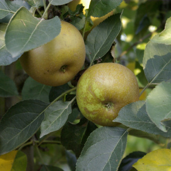 Pommier Reinette Grise du Canada