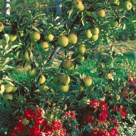 Les pommes d'antan, une tentation moderne - Le Temps