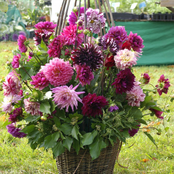 Fleurs à bouquets