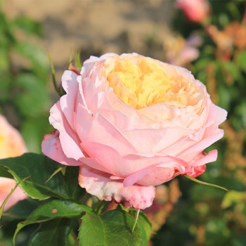 Rosier Domaine de Chantilly® - Image 2