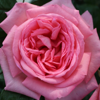 Miniature #2 slider - Rosier Fragonard®