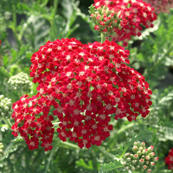 Achillée ´Rouge´ - Image 1