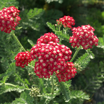 Achillée ´Rouge´