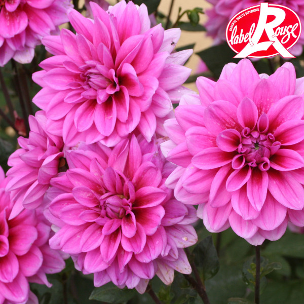 Dahlia nain Marée Bleue LABEL ROUGE - Image 1
