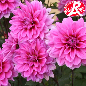 Miniature #1 slider - Dahlia nain Marée Bleue LABEL ROUGE