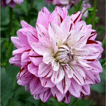 Dahlia Mistigris